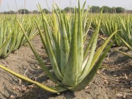 Aloe Vera Leaf - Natural Hair Care & Skin Benefits